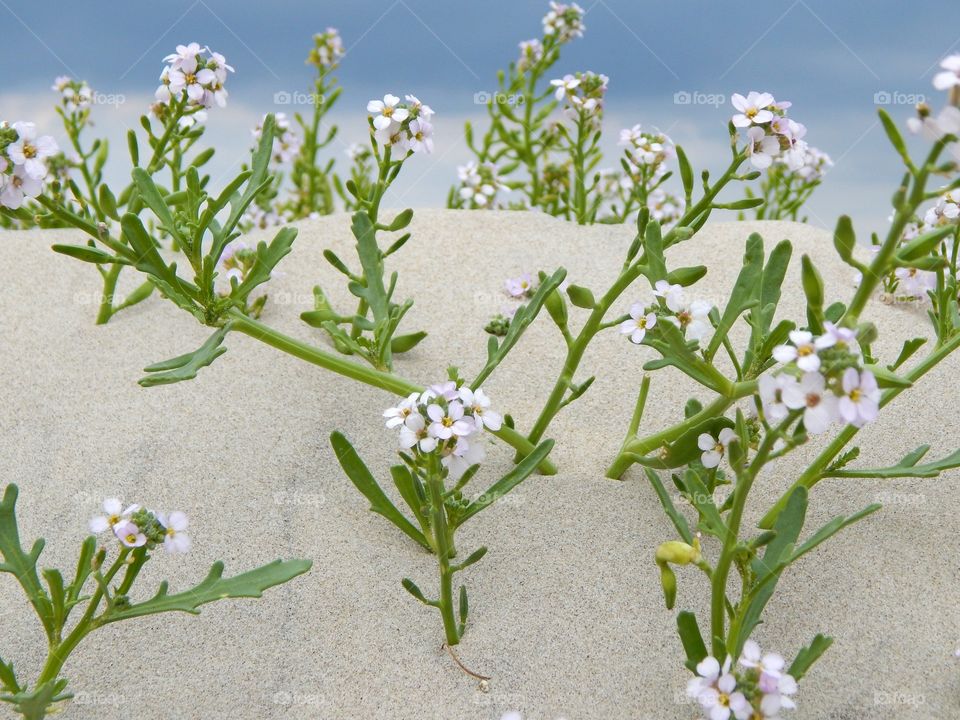 Flowers in the sand