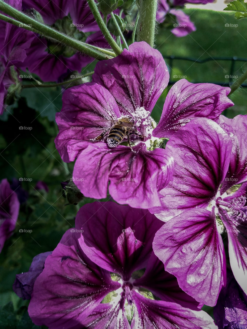 bee feeding in wild flowers