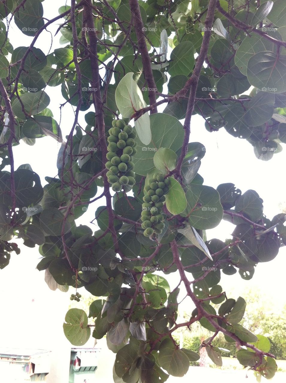 Sea grapes