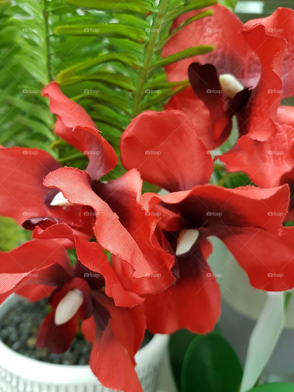 beautiful red orchid