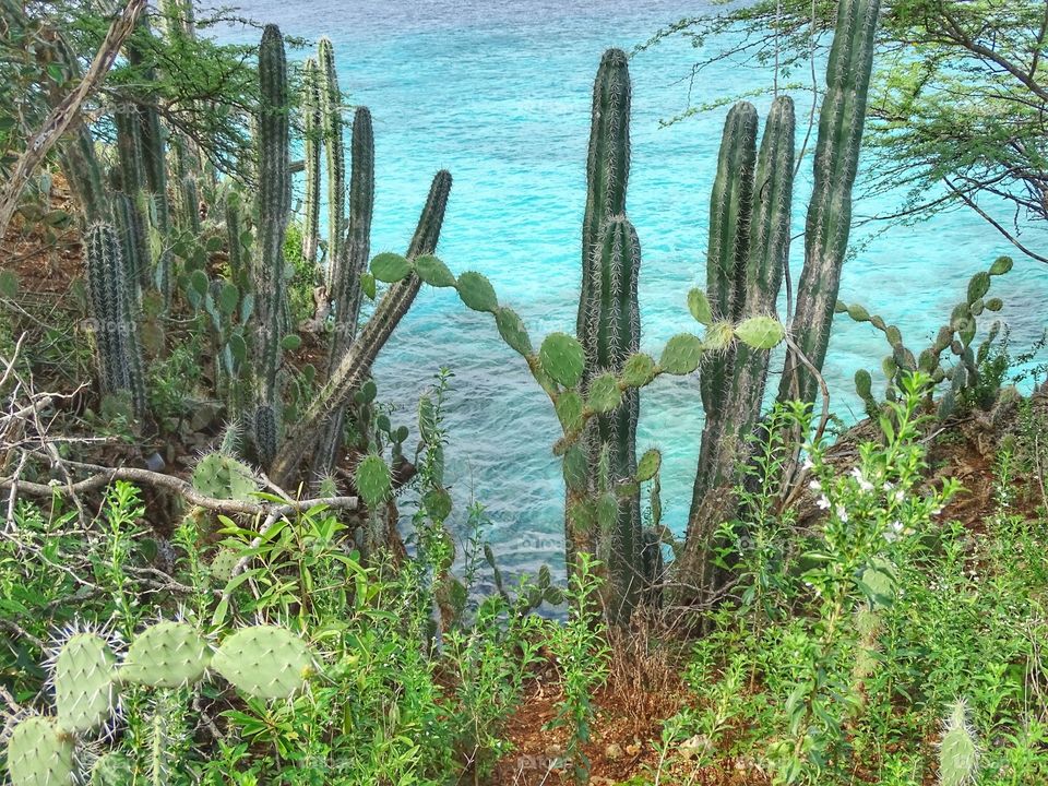 Cacti on the seashore