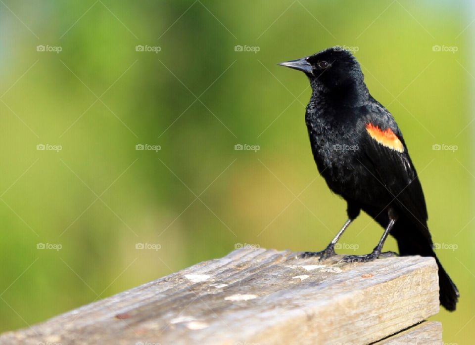 Red-Winged Black Bird. They are so loud and musical. Bright and silky feathers with very fast wings. Males can puff up the colors on their shoulder or hide. 