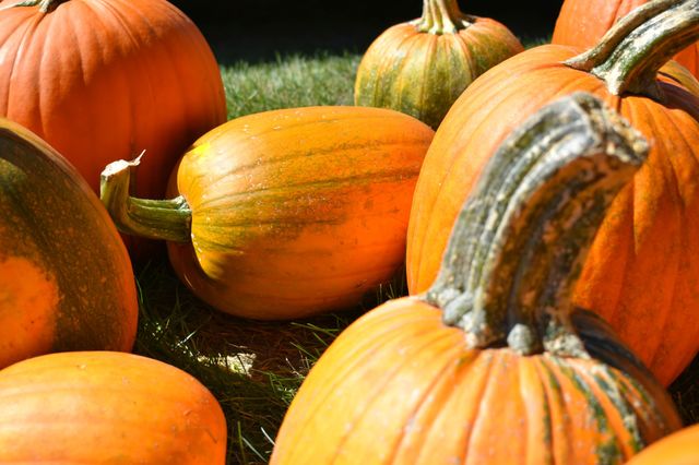 It's pumpkin Season