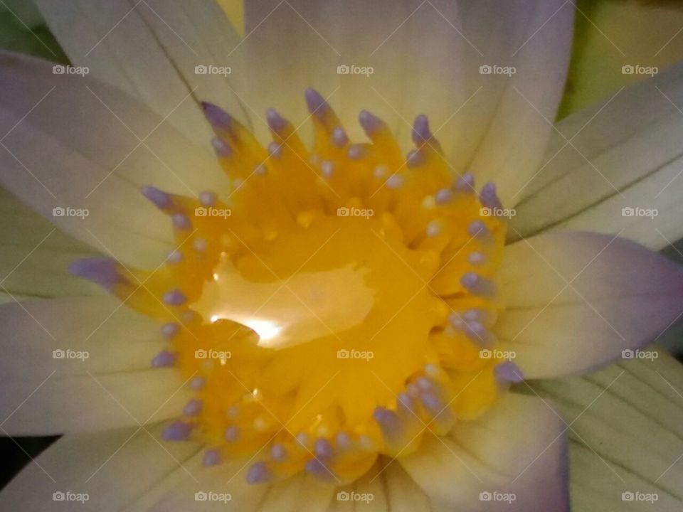 Closeup  photo  of  beautiful  Waterlilly.