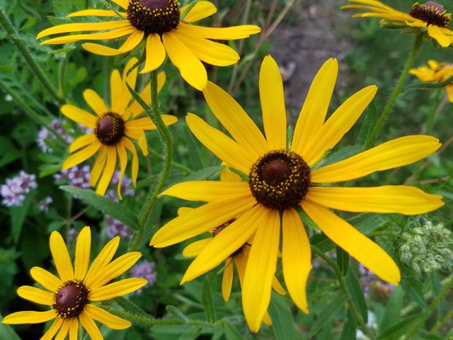 Black-eyed Susan