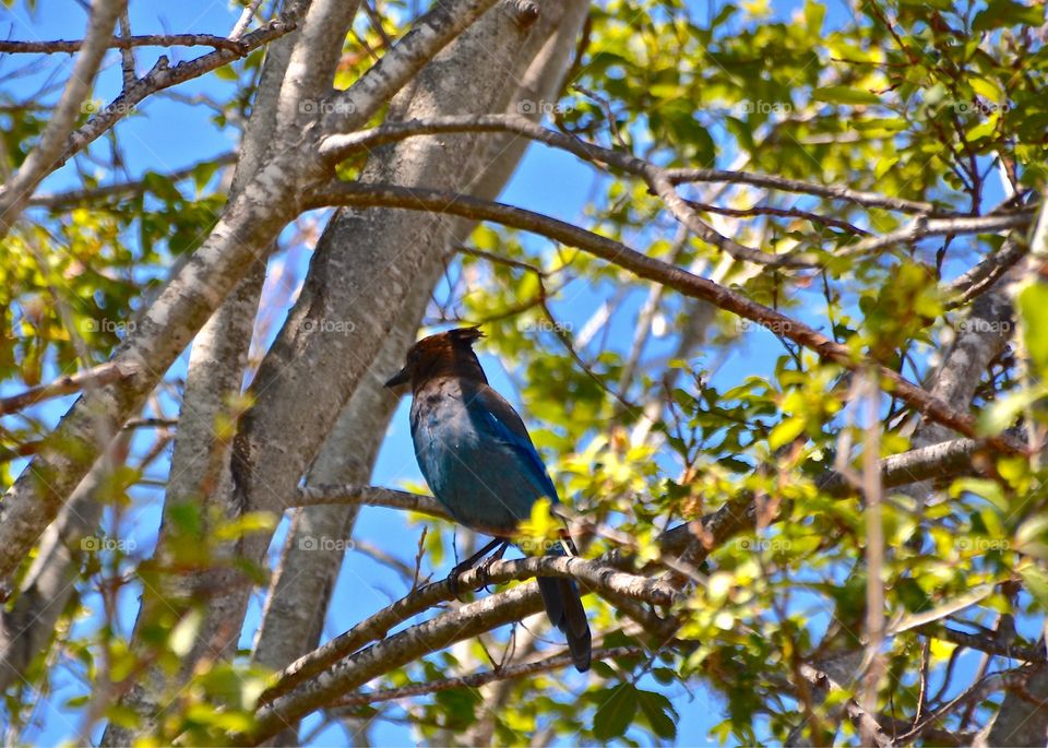 A beautiful bluejay on the big sur coast of California 