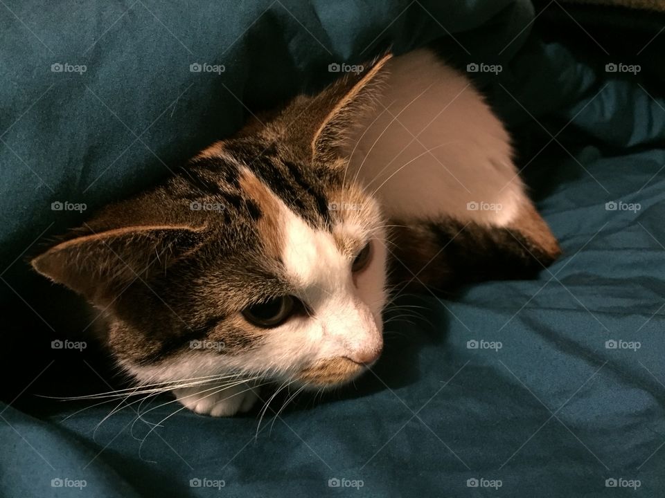 Kitten in Bed
