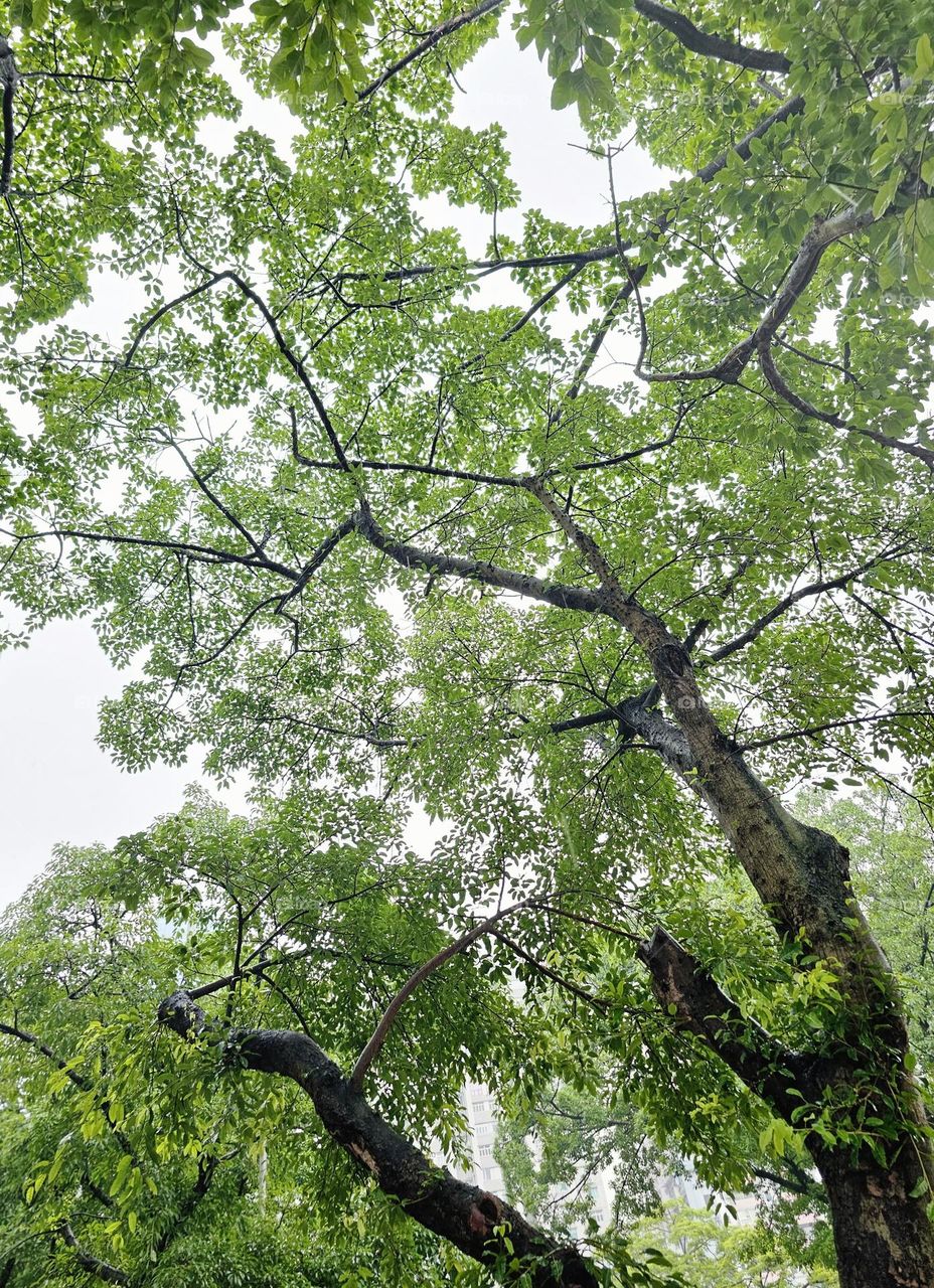 Trees in the city