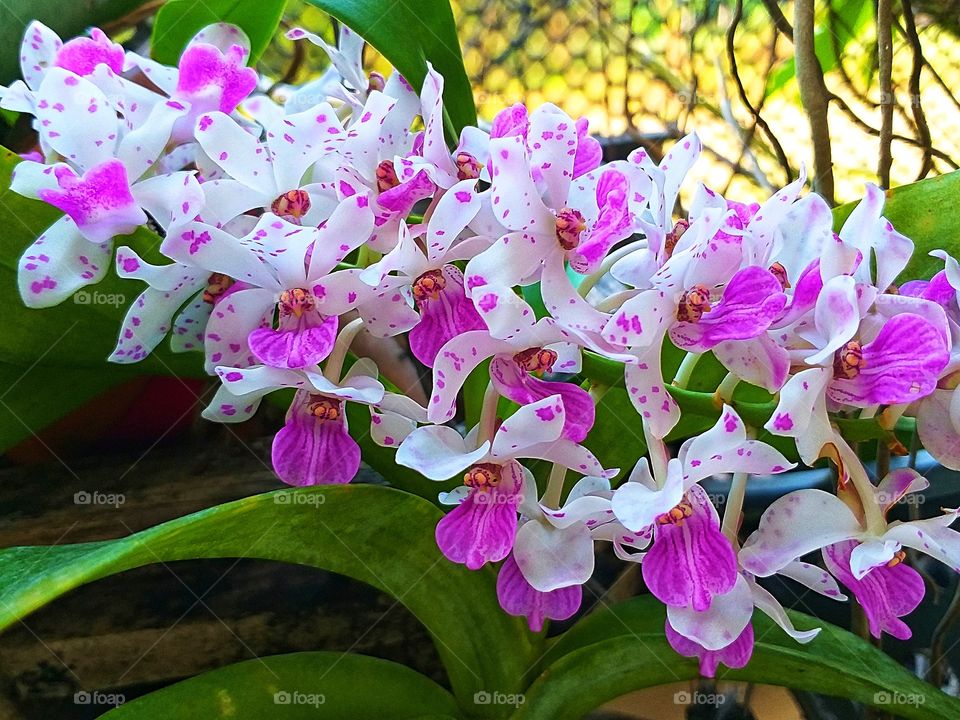 orchid. beautiful orchid.