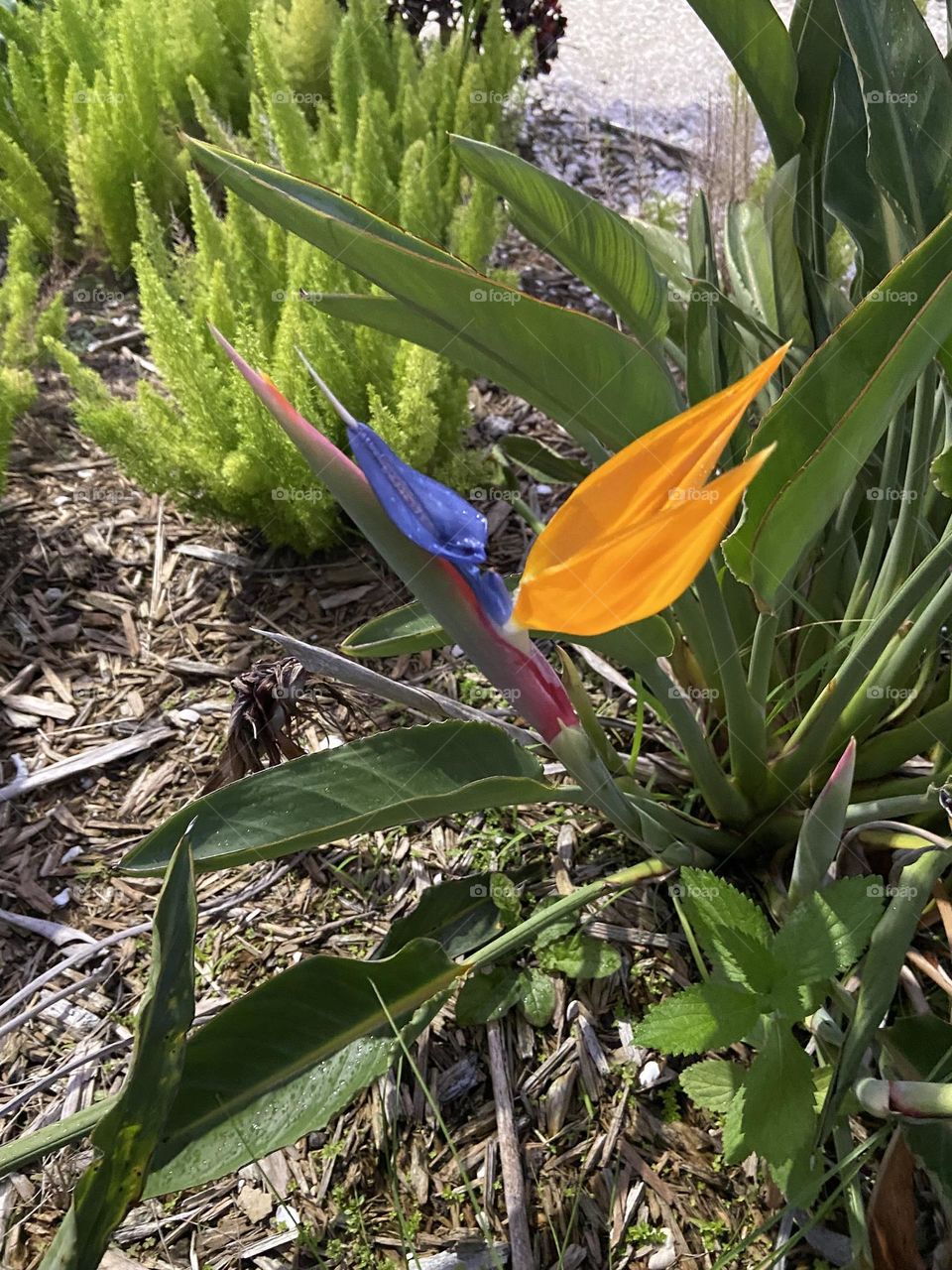 Bird of Paradise 