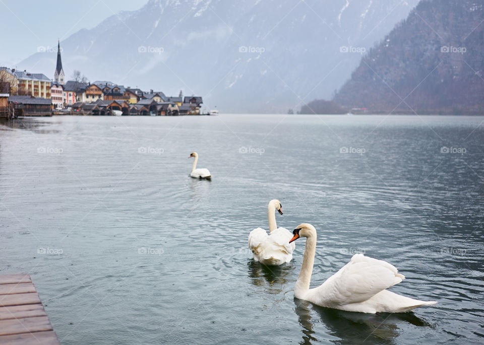Swans on the lake Hallstatt on winter rainy day. 