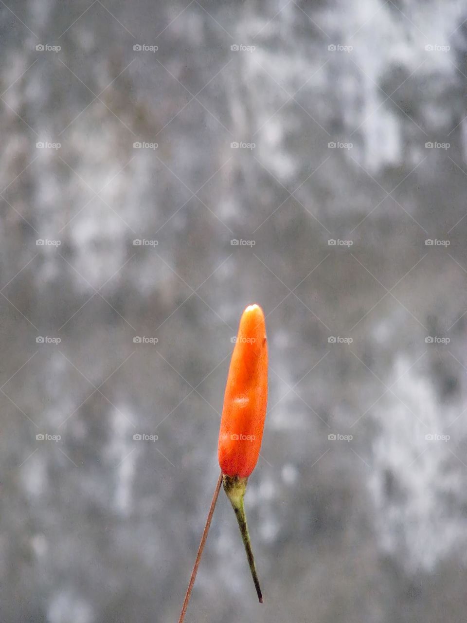 Close-up of orange cayenne pepper skewered on small sticks with blurred background