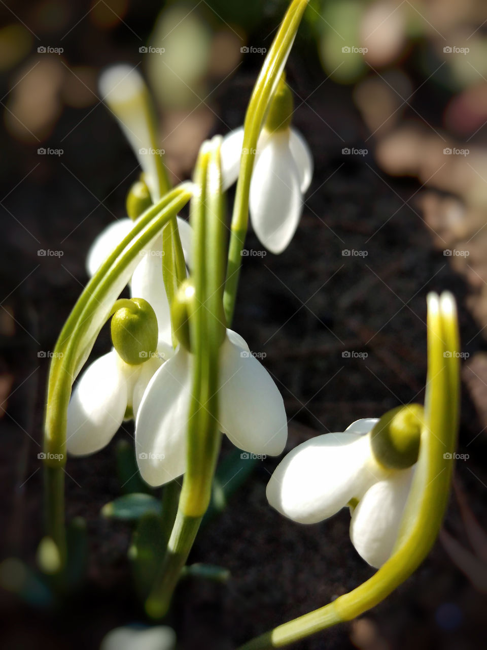 First spring flowers getting out from the ground