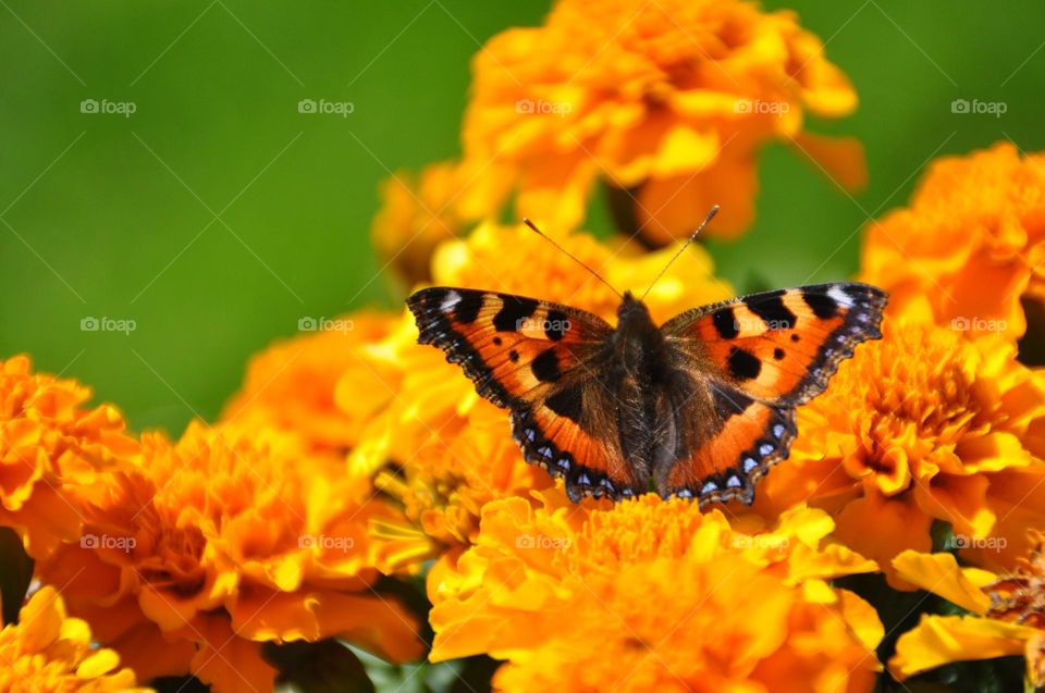 Closeup or macro of a butterfly in the summer