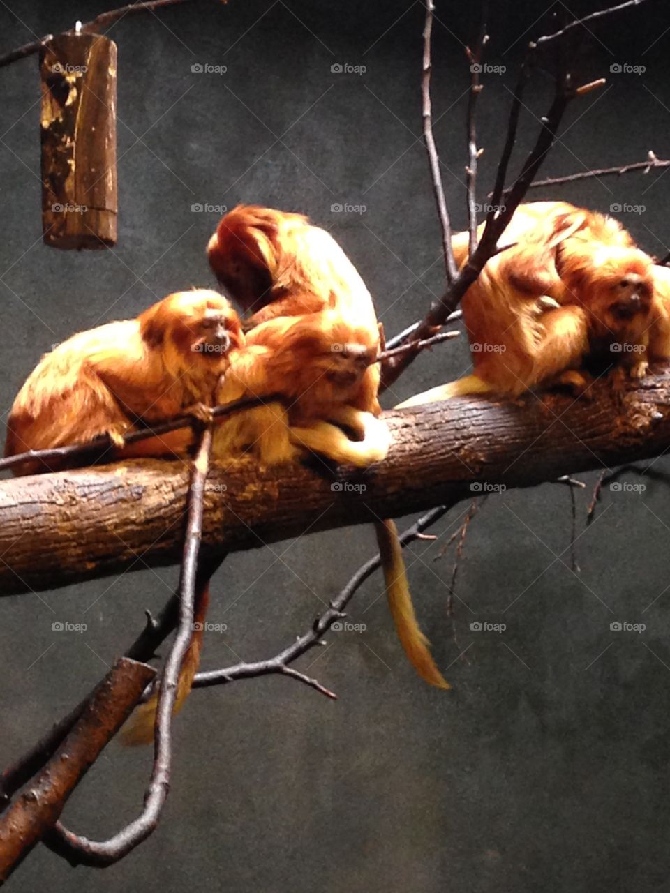 Monkeys in captivity