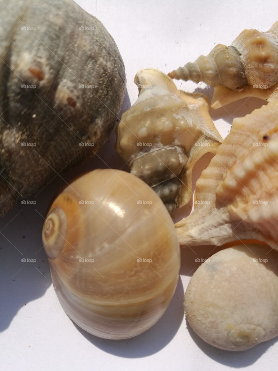 Shells