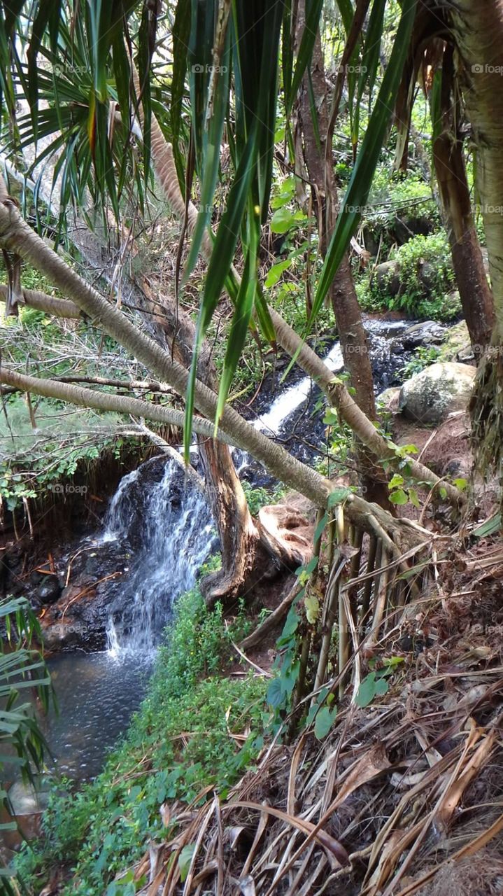 Hiking trail in Kauai 