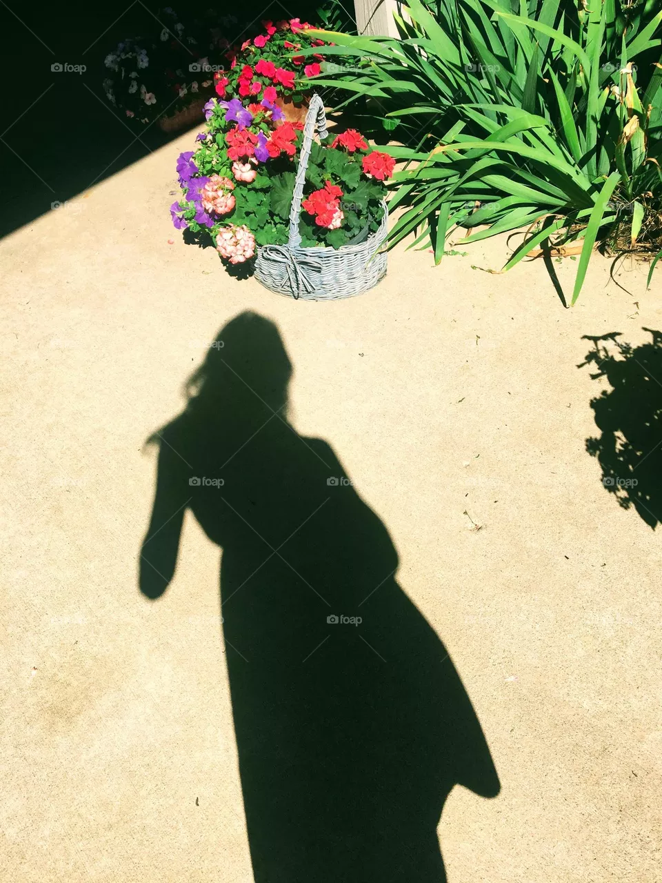 Shadow and flowers