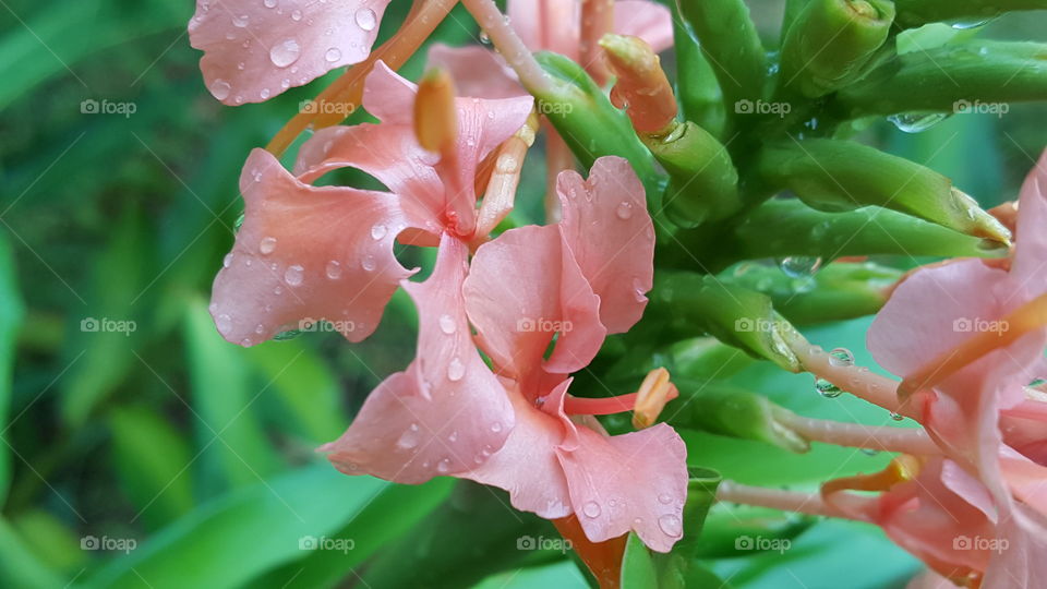 Ginger blossom