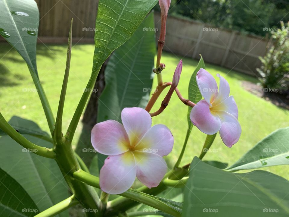 Plumeria