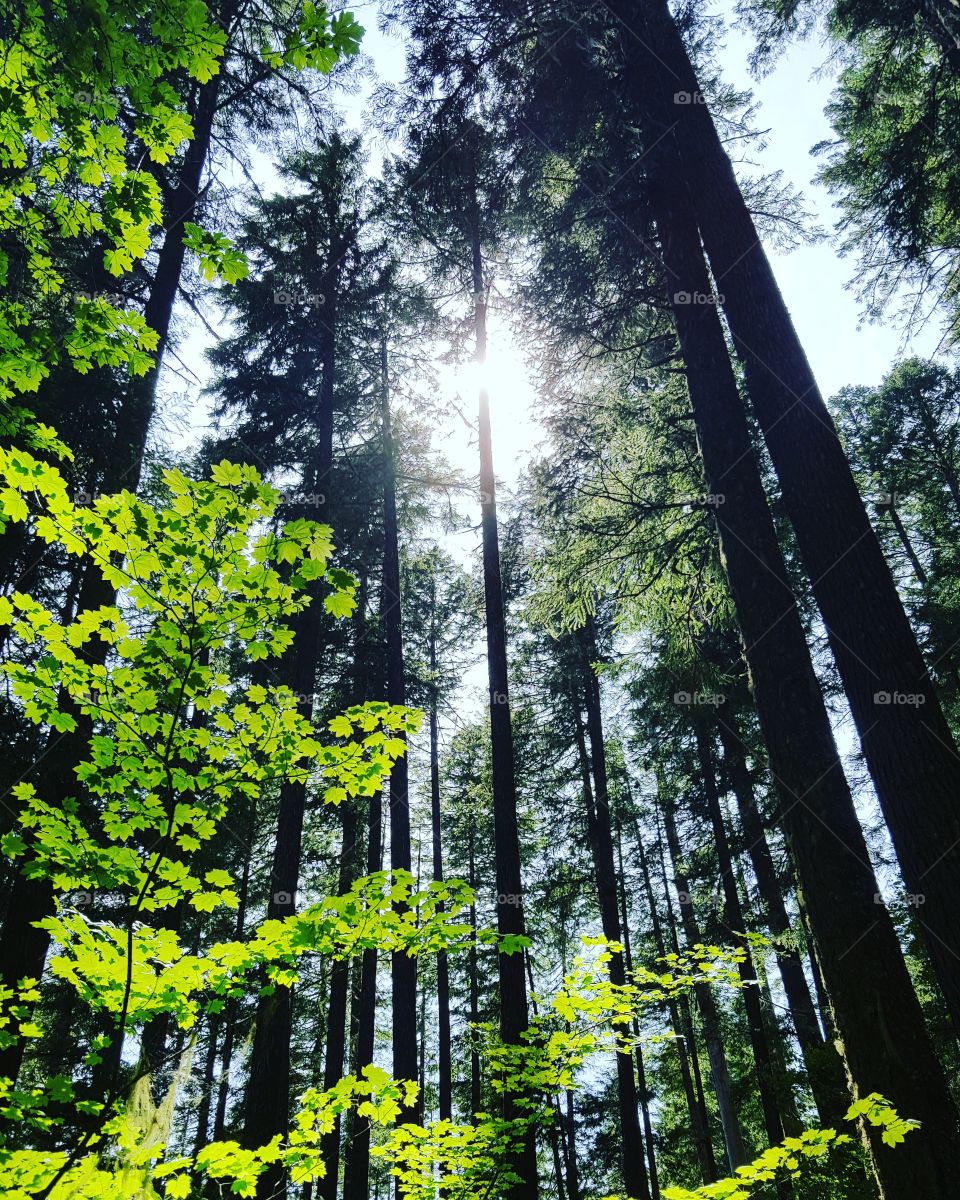 Sunlight through Trees