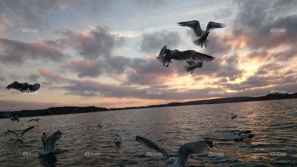 Seagulls flying in a sky during sunset