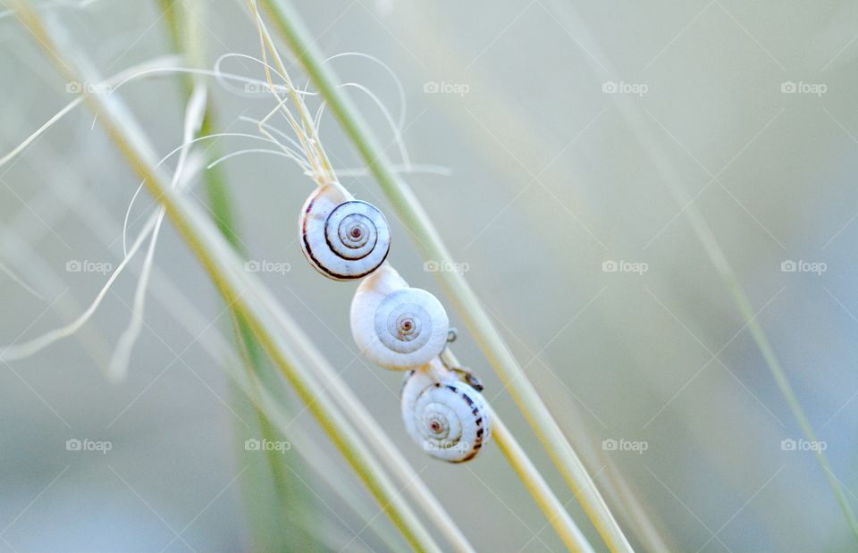 Three snails