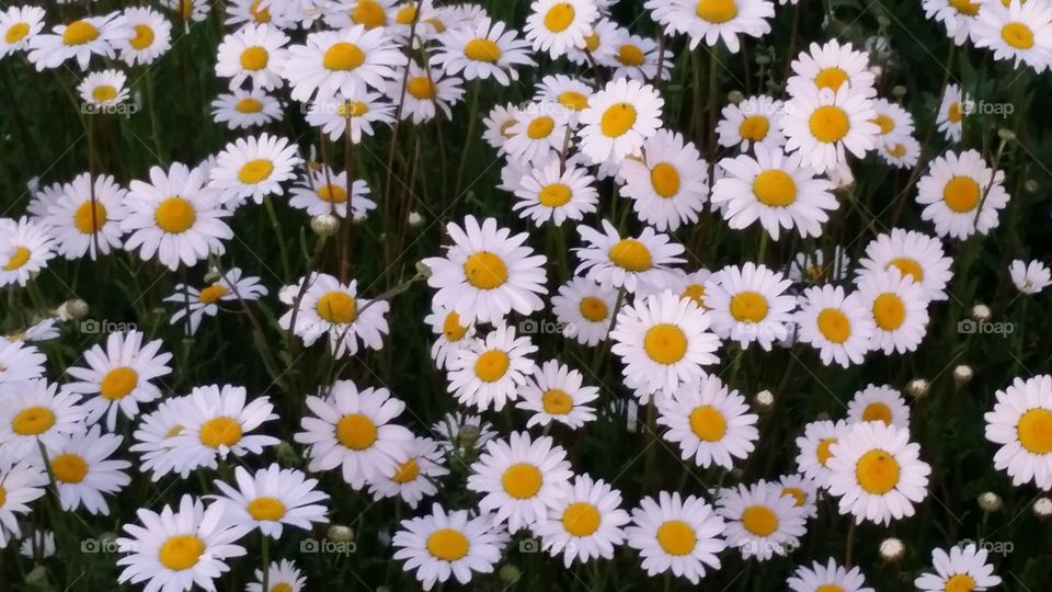 field of daisies