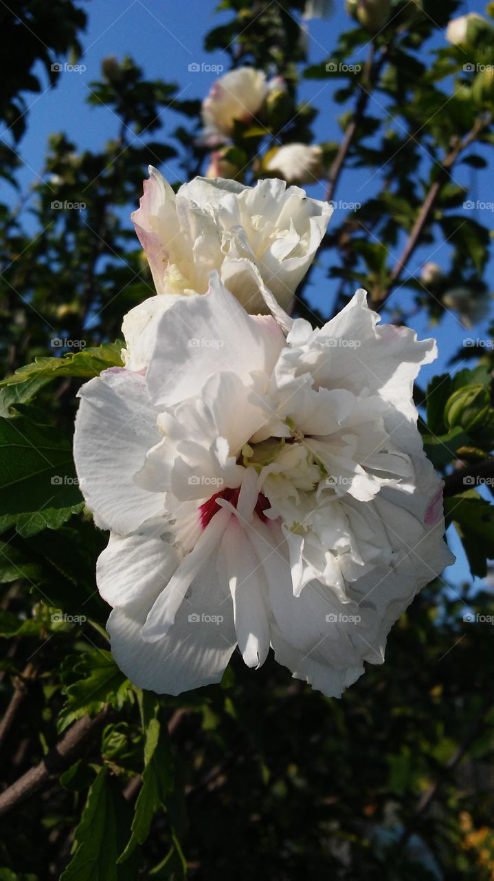 Flower, Flora, Garden, Nature, Leaf