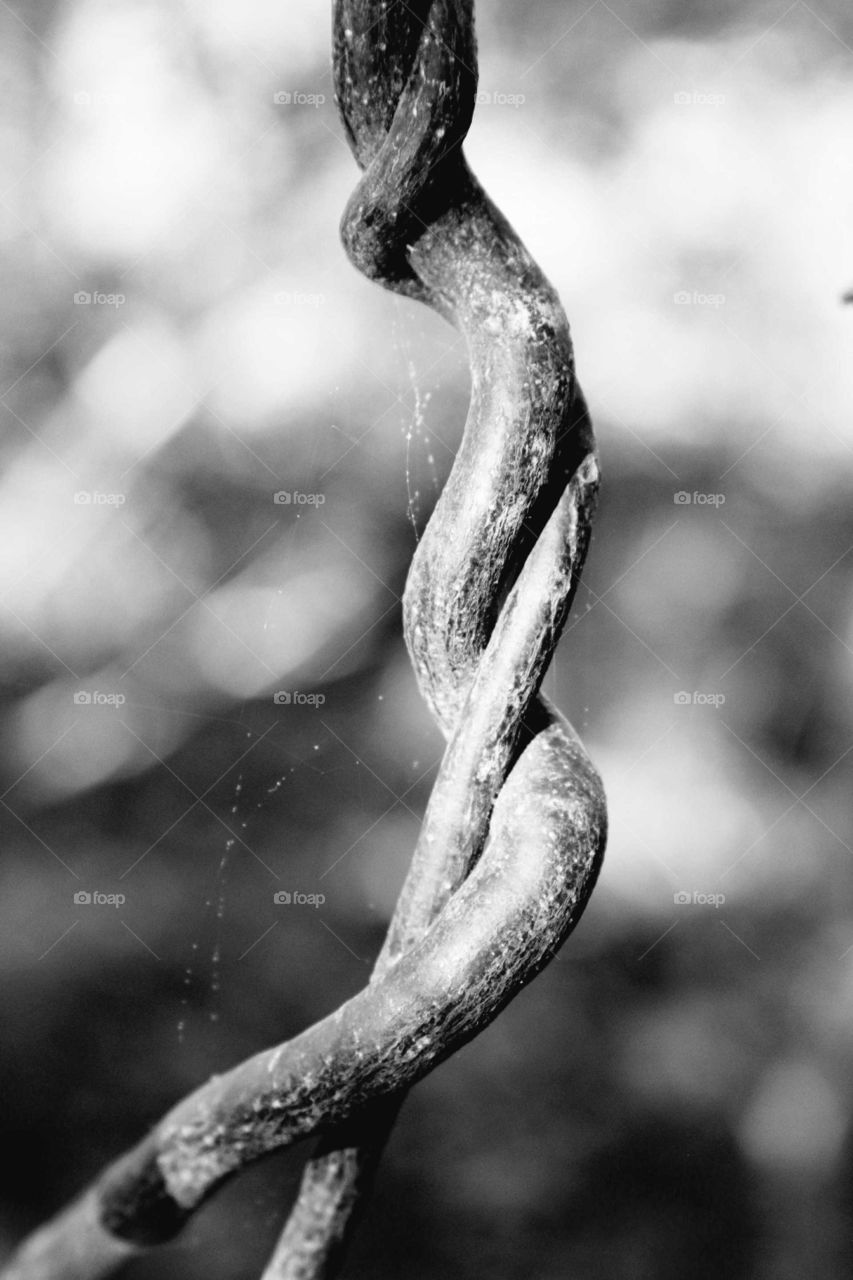 entwined.  two vines linked together. captured in blank and white.