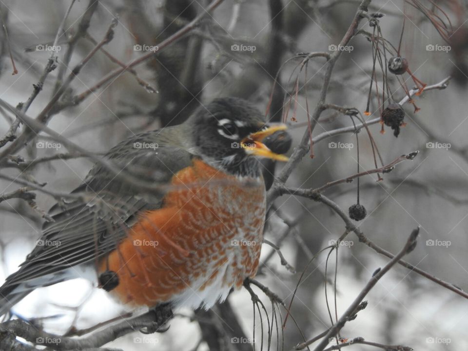 Robin having a lil snack to keep warm
