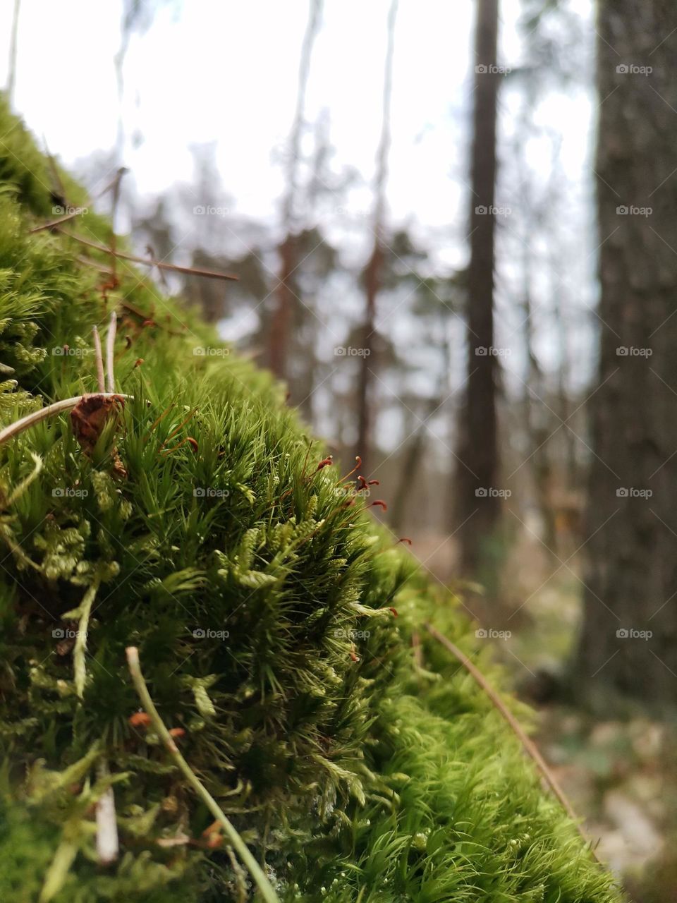 Macrophotography  of  Moss  with  Bokeh  Effect

Macro  of  Small  Forest  Elements