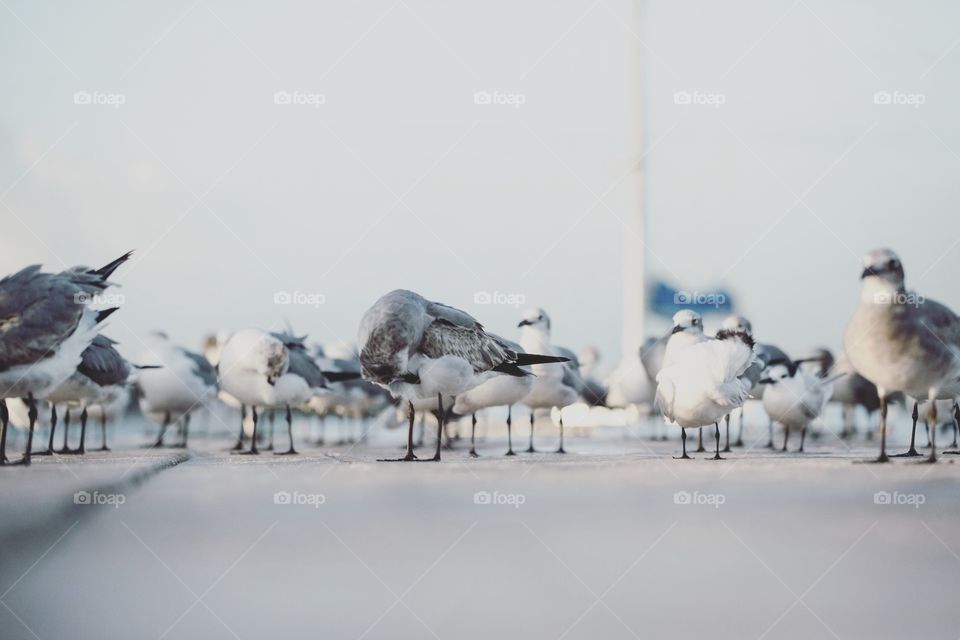 Many seagulls on a port, focused on their feet