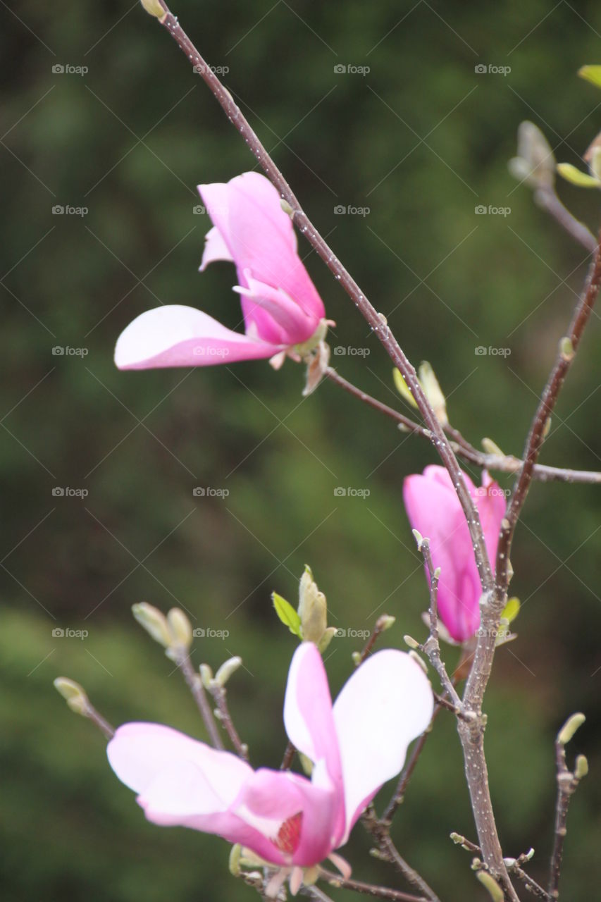 Close-up of pink magnolia flower