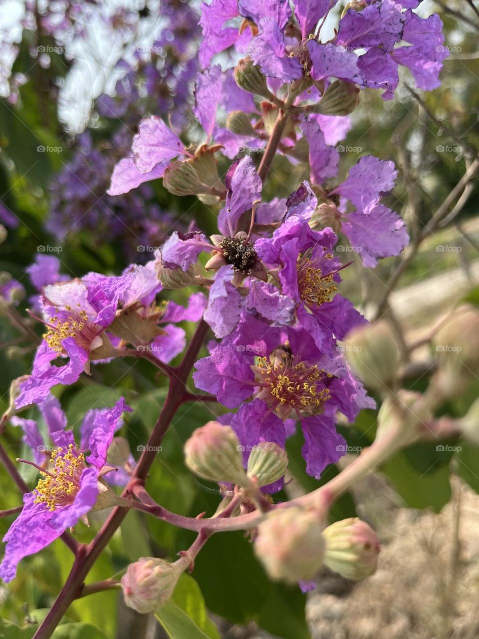 Battle: Winter vs. Spring 