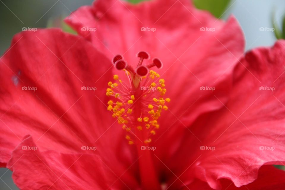 Stamens and pistils in hibiscus flowering