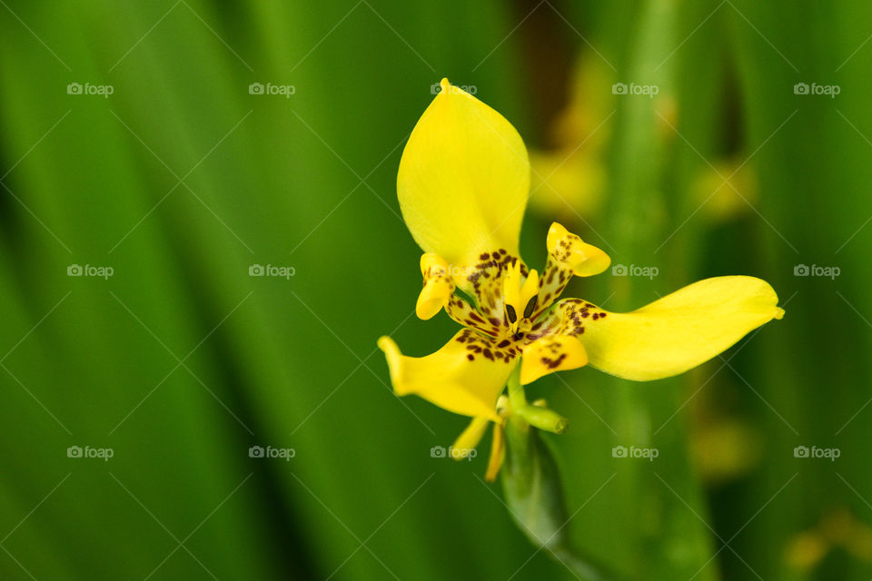 Iris amarelo.