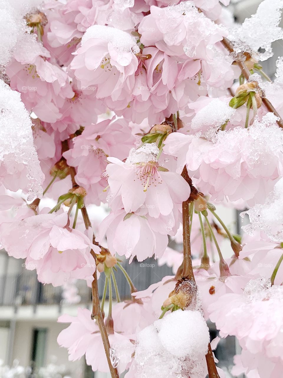 Sakura under snow 