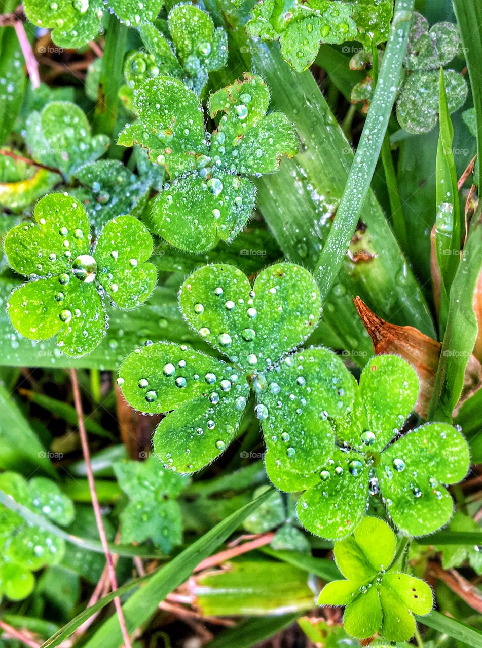 Clover leave