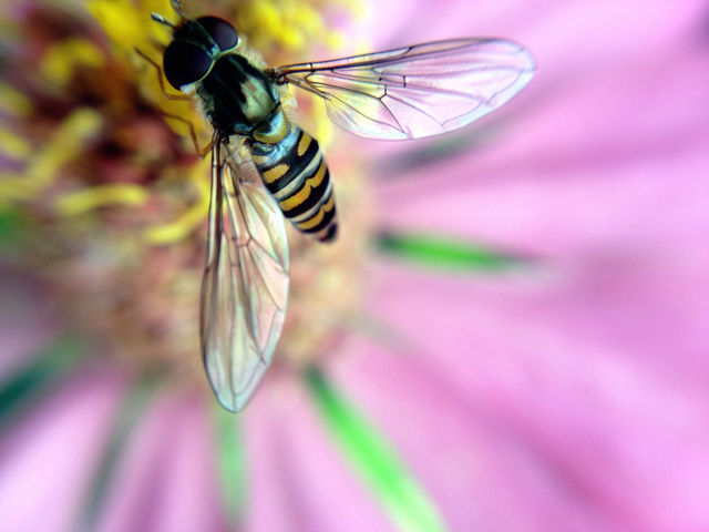sweden garden macro insect by elluca