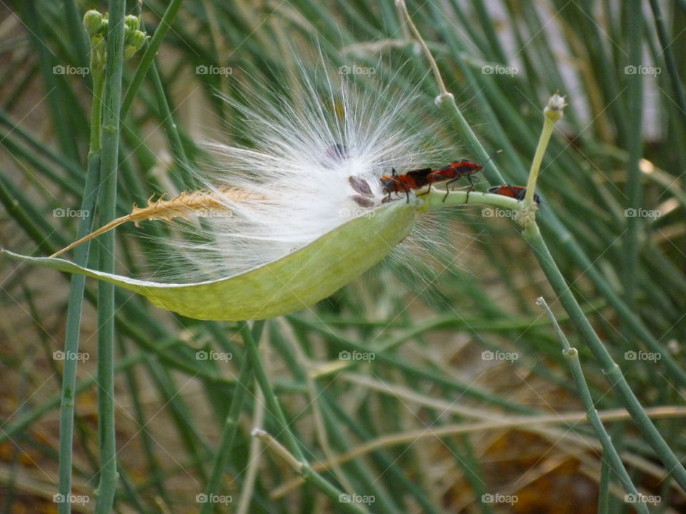 Milkweed bugs on milkweed 