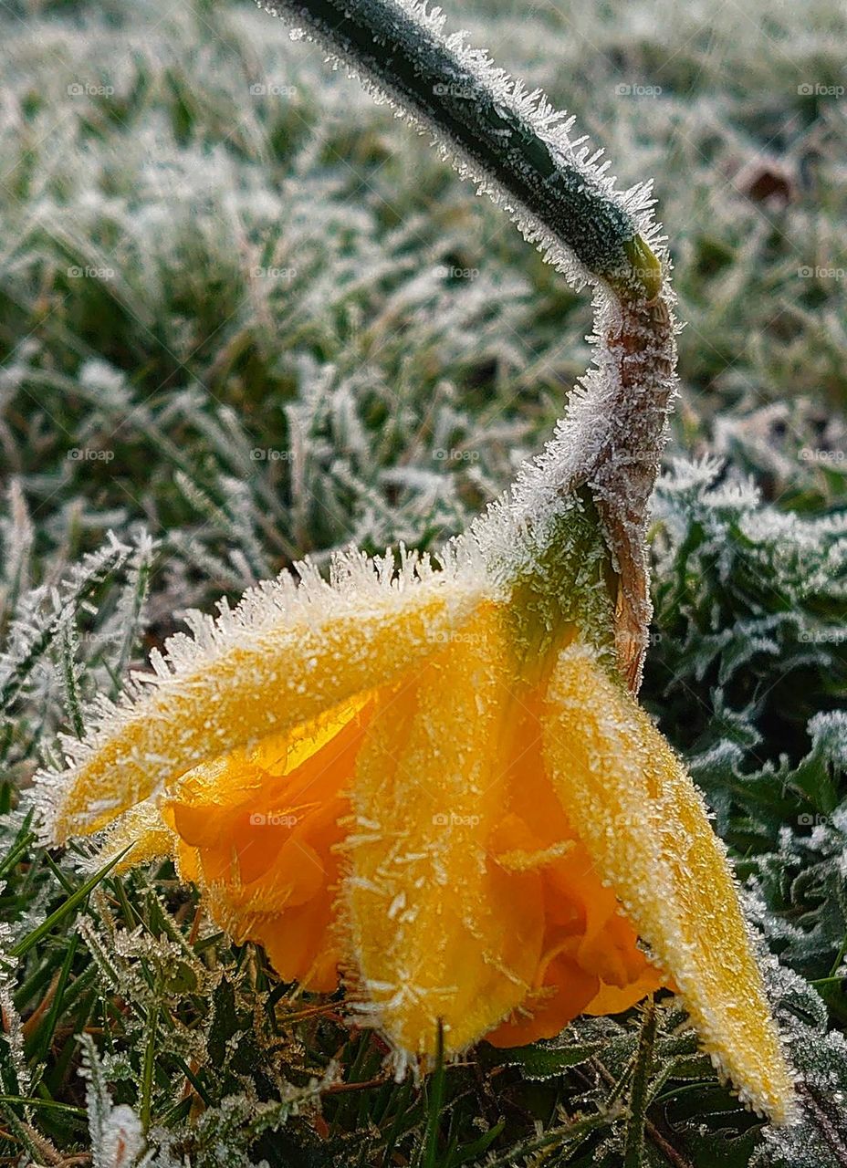 Narcis /daffodil