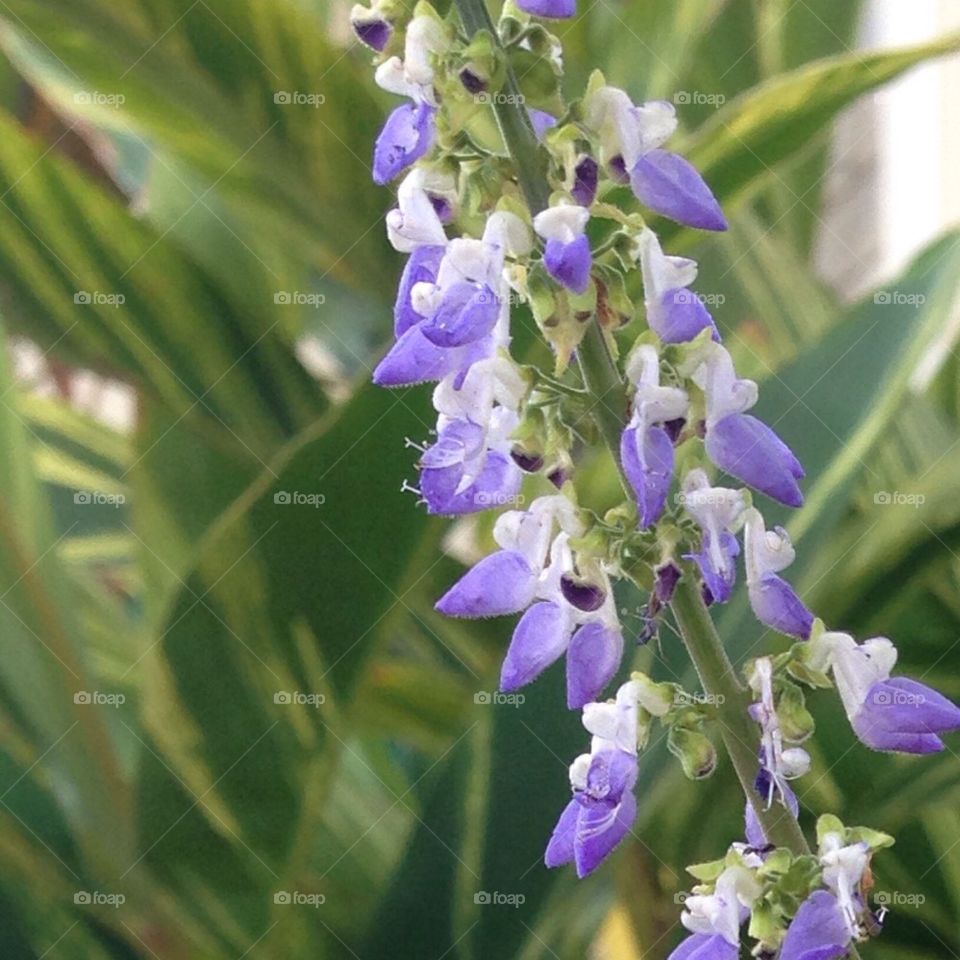 Flowers in School Garden