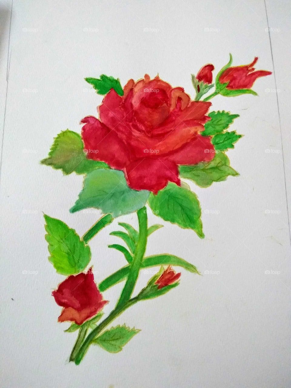 Rose (Watercolor painting)