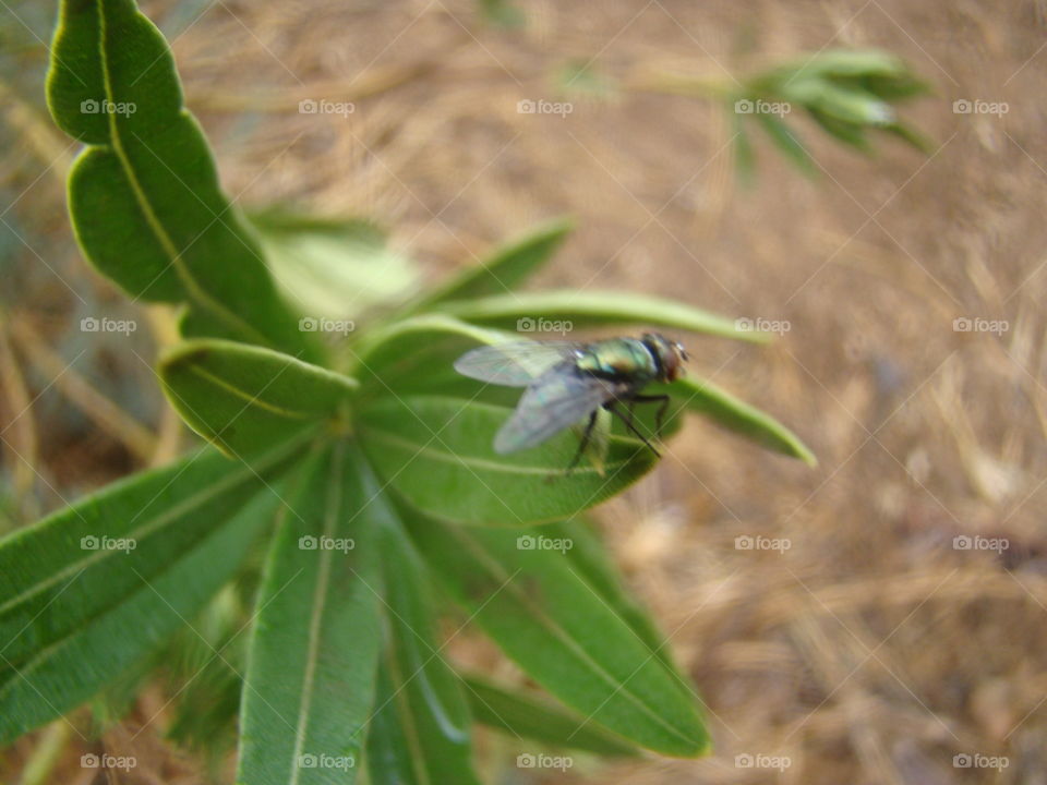 Fly in the rain