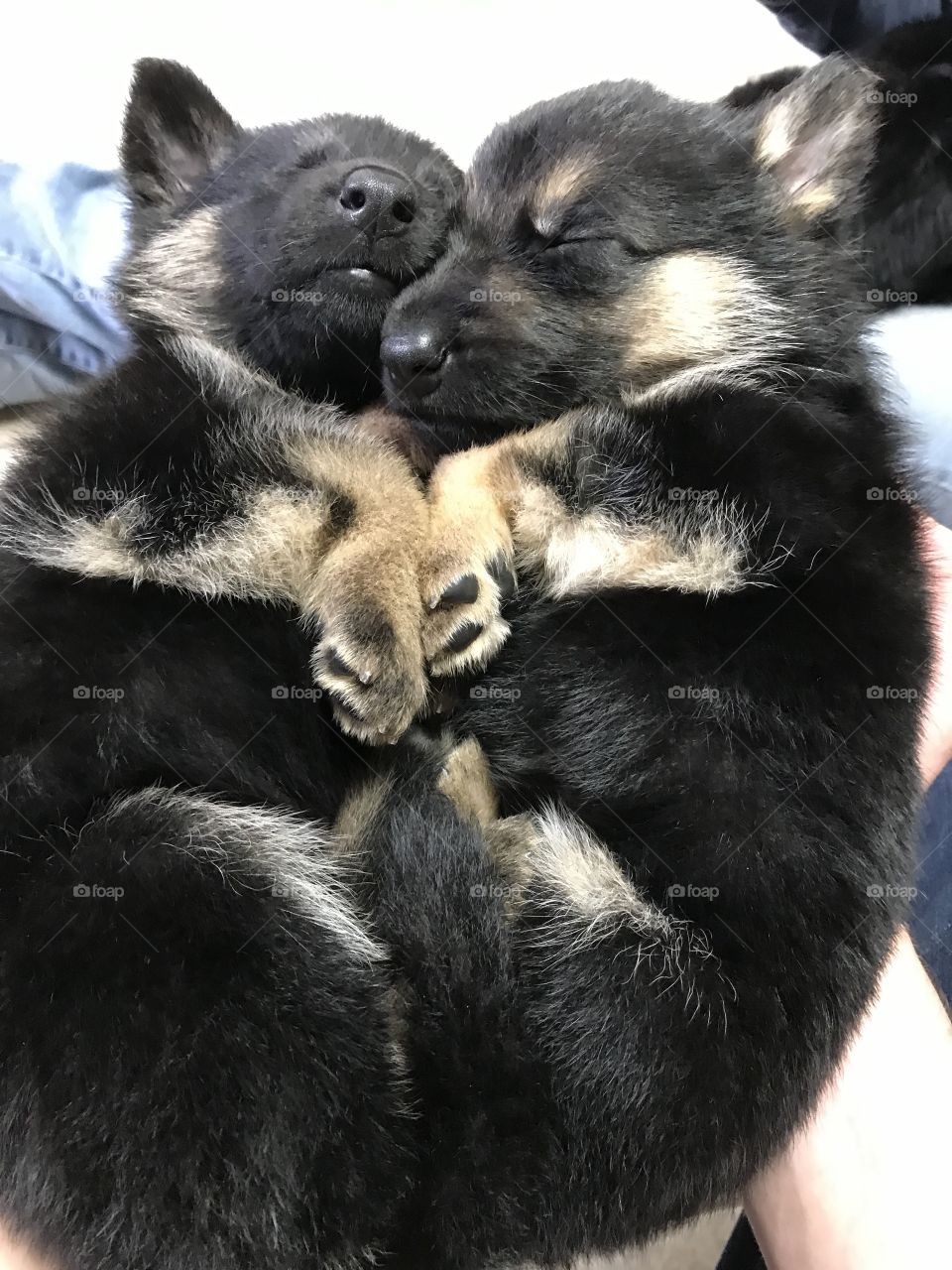 Sleepy Puppies