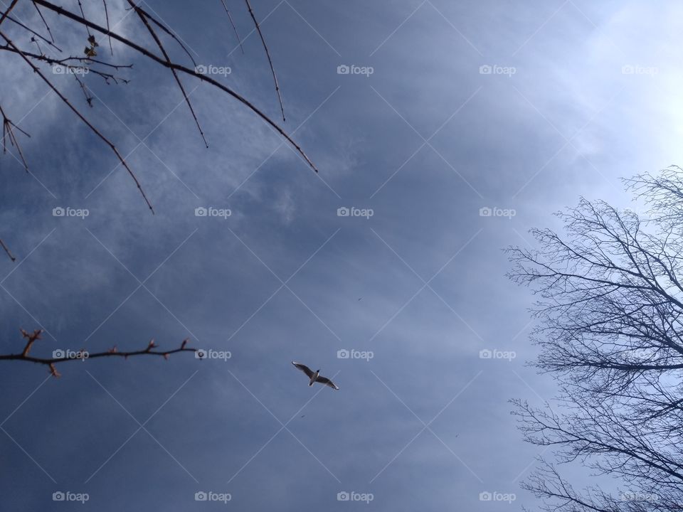 A seagull warning of coming rain