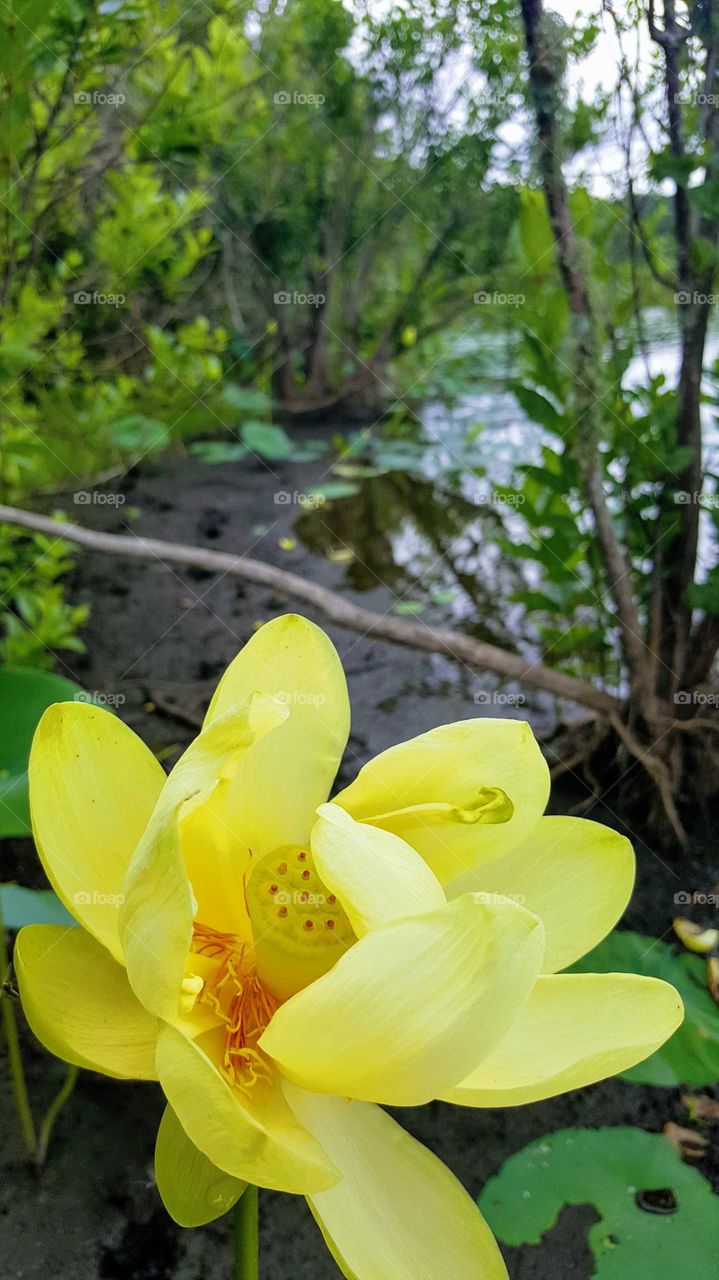 american lotus almost open