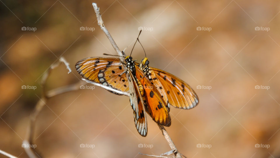 Monarch butterfly on twig