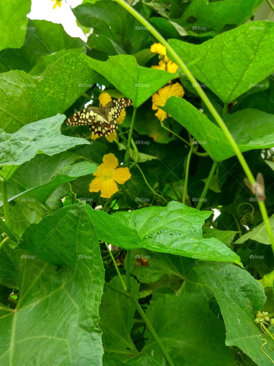 hide and see gaming butterfly